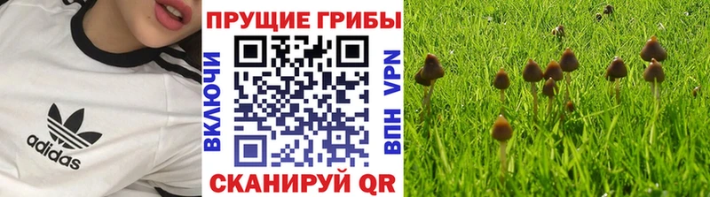 где можно купить   Елизово  Галлюциногенные грибы Magic Shrooms 